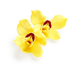 Fototapeta na wymiar Yellow orchid flowers isolated on white background