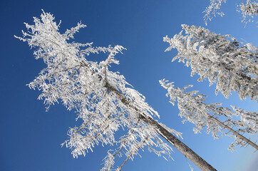 Winterwonderland auf dem Grünberg (Gmunden, Salzkammergut, Oberösterreich, Österreich) - Winter...