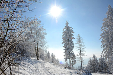 Winterwonderland auf dem Grünberg (Gmunden, Salzkammergut, Oberösterreich, Österreich) - Winter...