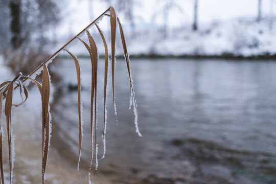 Snowy and frozen reed at a flowing river. Reed in focus, river as blurry background. - Powered by Adobe