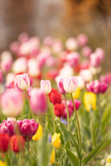 【花】チューリップ畑　花畑【植物】