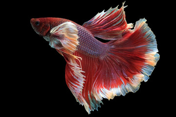 Close up of red white Betta fish. Beautiful Siamese fighting fish, Betta splendens isolated on...