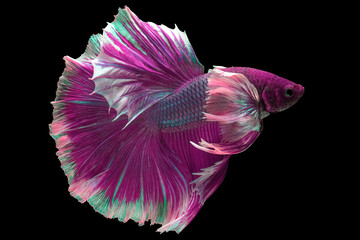 Beautiful movement of Pink purple betta fish, Fancy Halfmoon Betta, The moving moment beautiful of...