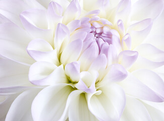 White tenderness dahlia close up shot. Soft floral background