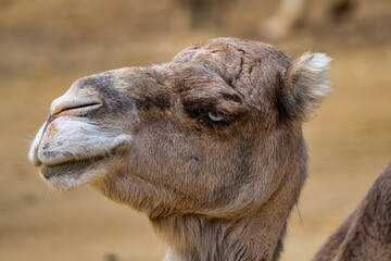 Dromedary, Camelus dromedarius in Jerez de la Frontera, Andalusia, Spain