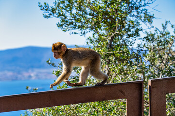 Wild macaque or Gibraltar monkey, attraction of the British overseas territory.