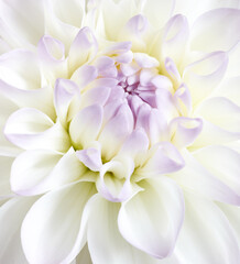 Fototapeta na wymiar White tenderness dahlia close up shot. Soft floral background