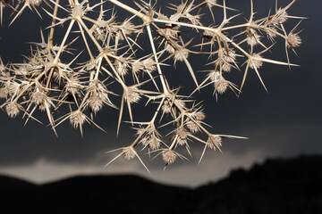 Dry thorn. Nature background texture.