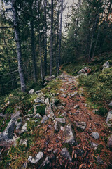 A group of people on a rock in the middle of a forest