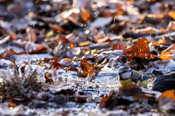 A blue tit taking a bath at a little frozen pond, using the only free space with water, surrounded by leaf at a cold day in winter in the natural reserve called Mönchbruch in Hesse, Germany.