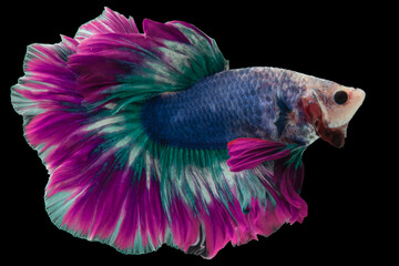 Beautiful movement of Pink purple betta fish, Fancy Halfmoon Betta, The moving moment beautiful of...