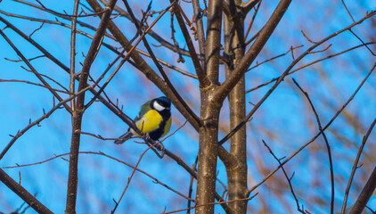 Blaumeise in Zweigen Baum