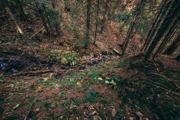A tree in a forest a mountain