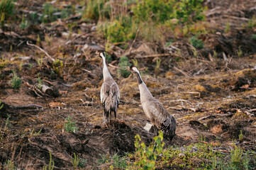 Common crane couple looking for food in the forest during sunrise