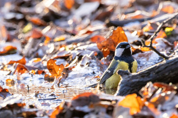 A coal tit taking a bath at a little frozen pond, using the only free space with water, surrounded by leaf at a cold day in winter in the natural reserve called Mönchbruch in Hesse, Germany.