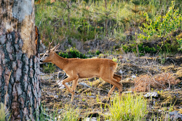 Young Roe deer looking for a wood into the forest, captured during sunrise.