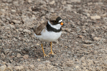 Semipalmated Plover (Charadrius semipalmatus) at St. George Island, Pribilof Islands, Alaska, USA