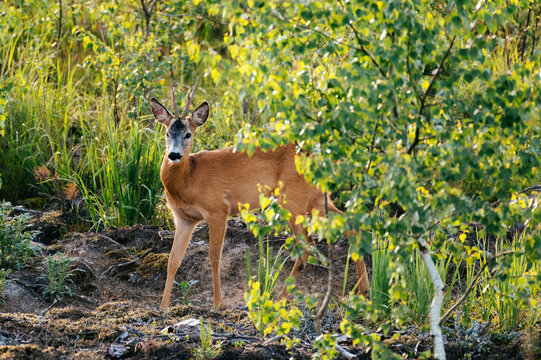 Young Roe deer looking for a wood into the forest, captured during sunrise.