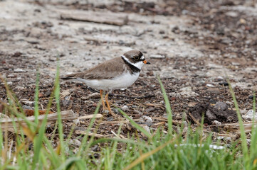 Semipalmated Plover (Charadrius semipalmatus) at St. George Island, Pribilof Islands, Alaska, USA
