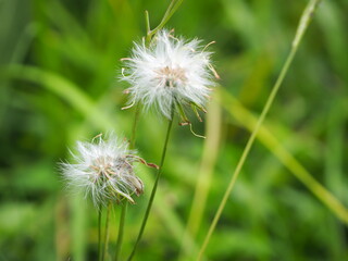 close-up of morning flowers among the grass