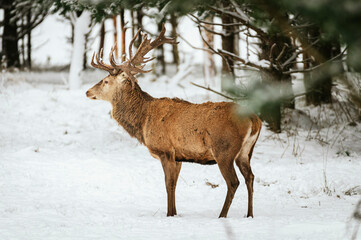 Large elk male in snowy outdoors