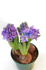 Hyacinth Delft Blauw on a white background