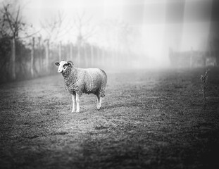 Sheep in the field in winter