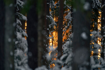 Fototapety na wymiar - Fototapeta24.pl