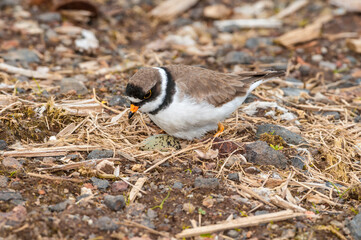 Semipalmated Plover (Charadrius semipalmatus) at nest in St. George Island, Pribilof Islands, Alaska, USA