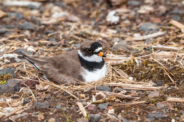 Semipalmated Plover (Charadrius semipalmatus) at nest in St. George Island, Pribilof Islands, Alaska, USA
