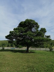 Kuzhanov larch