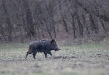 Wild boar walking in forest in winter