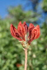 Slocock Hybrid Azalea 'Feuerwerk' (Rhododendron molle x Rhododendron calendulaceum x Rhododendron arborescens x Rhododendron occidentale) in garden
