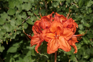 Slocock Hybrid Azalea 'Feuerwerk' (Rhododendron molle x Rhododendron calendulaceum x Rhododendron arborescens x Rhododendron occidentale) in garden