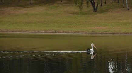 Pelican on a lake