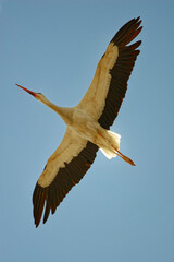 Weißstorch im Flug - Flying white Stork 