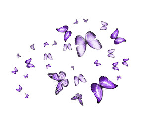 Naklejka premium Flock of flying butterflies isolated on white
