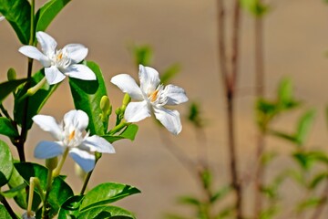 Beautiful white Inda flower (Wringhtia antidysenterica) with green leaves and blurred background. Selective focus.