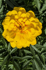 French Marigold (Tagetes patula) in garden