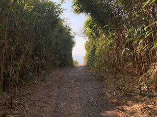 small bamboo forest, 작은 대나무 숲