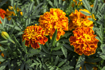 French Marigold (Tagetes patula) in garden