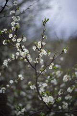 Beautiful spring photos of flowering trees.