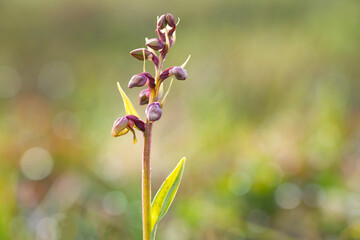 Naklejka na ściany i meble Frog orchid (Coeloglossum viride, Dactylorhiza viridis) starting blooming in Norwegian nature