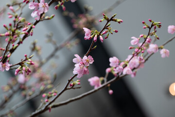 Obraz premium pink cherry blossom