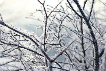 Fototapeta na wymiar branch frozen in the winter landscape against the sun