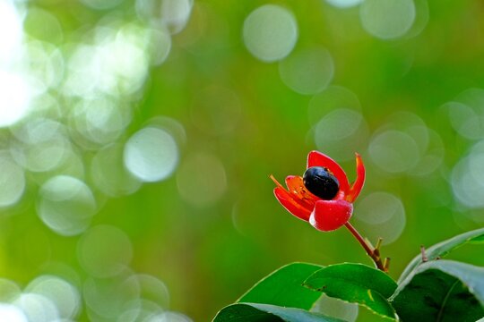Mickey Mouse bush (Ochna serrulata), The plant's typical bright red sepal with a black berry with green bokeh background.
