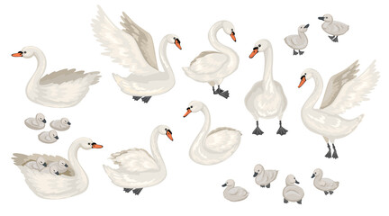 Set of different Swans. Cubs and adults. Lecturing, floating birds. Vector flat illustration.