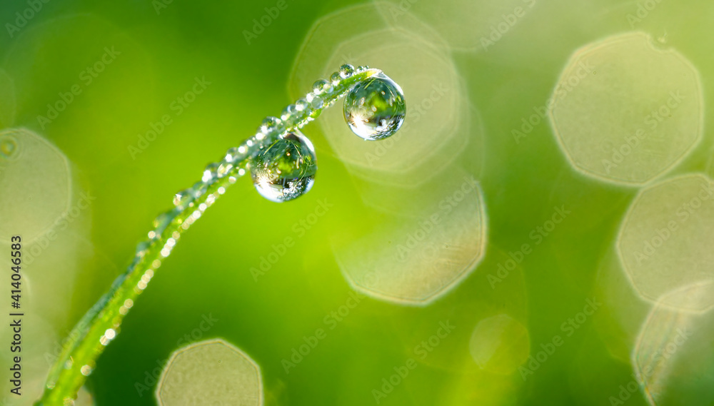 Aufkleber Large water drops of dew with reflecting sun on stem of green grass on light green background with bokeh. Artistic image of beauty and purity of environment.