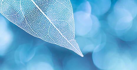 Beautiful white skeletonized leaf on light blue background with round bokeh. Expressive artistic...