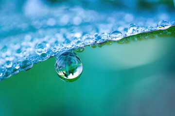 Large drop water reflects environment. Nature spring photography — raindrops on plant leaf....